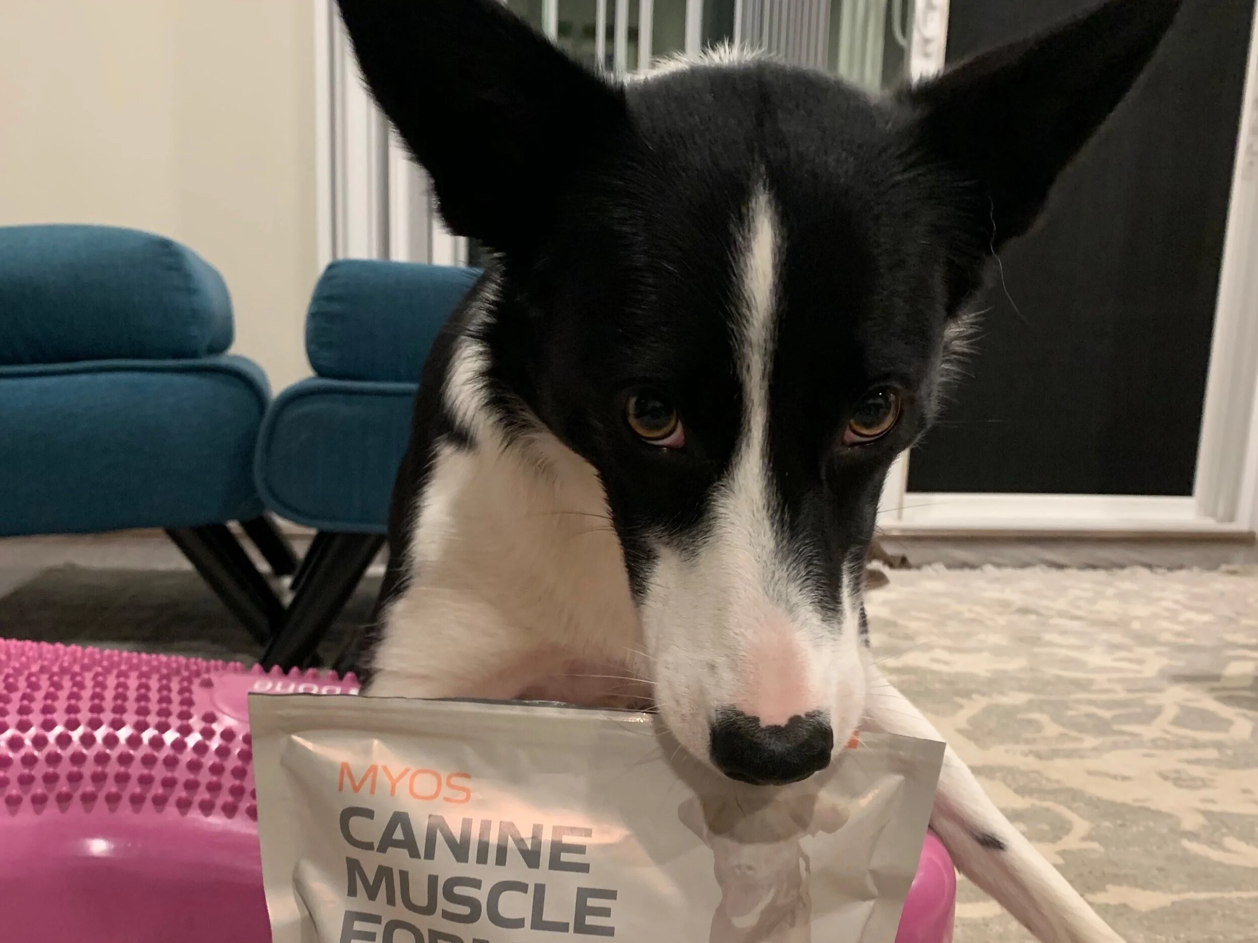 Rue cat says “Don’t steal my MYOS”