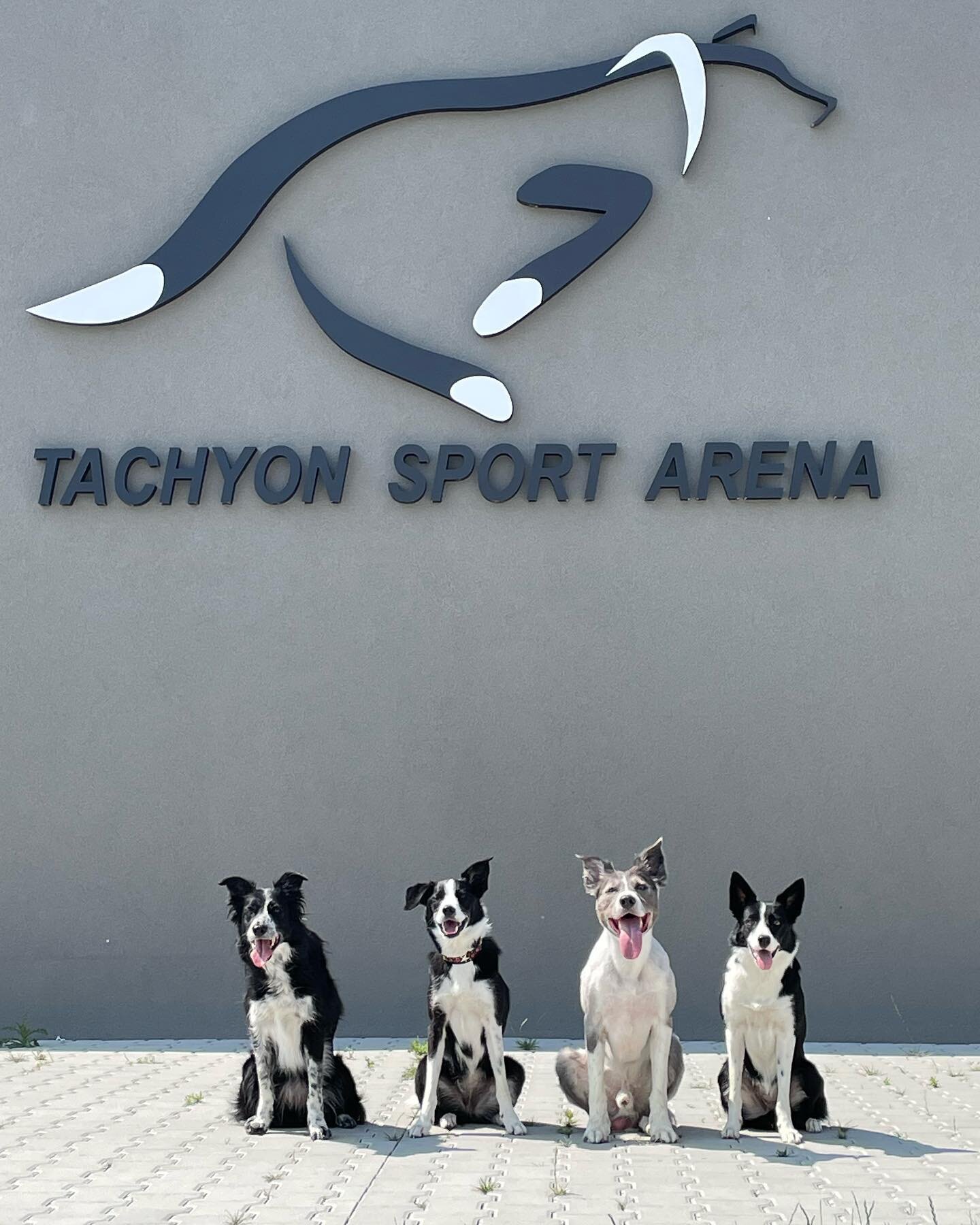 On tour now: Finny and the Good Eggs 
@stefrainer @bordercolliefever