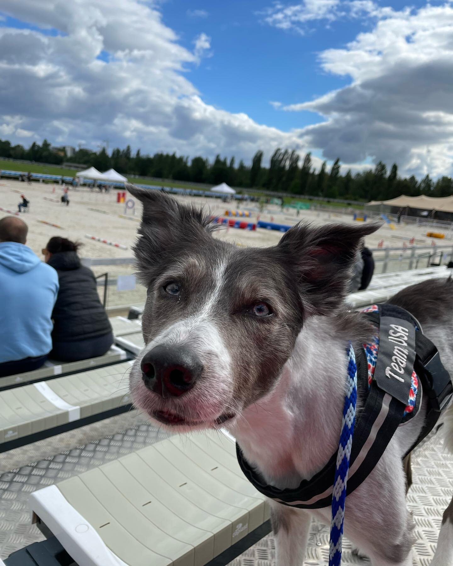 We had an amazing weekend at @prague_agility_party! Thank you so much to @agility_on_the_road  and everyone involved behind the scenes for putting on such an awesome event!
*
*
Also a huge thanks to my travel buddies @stefrainer and @bordercolliefeve