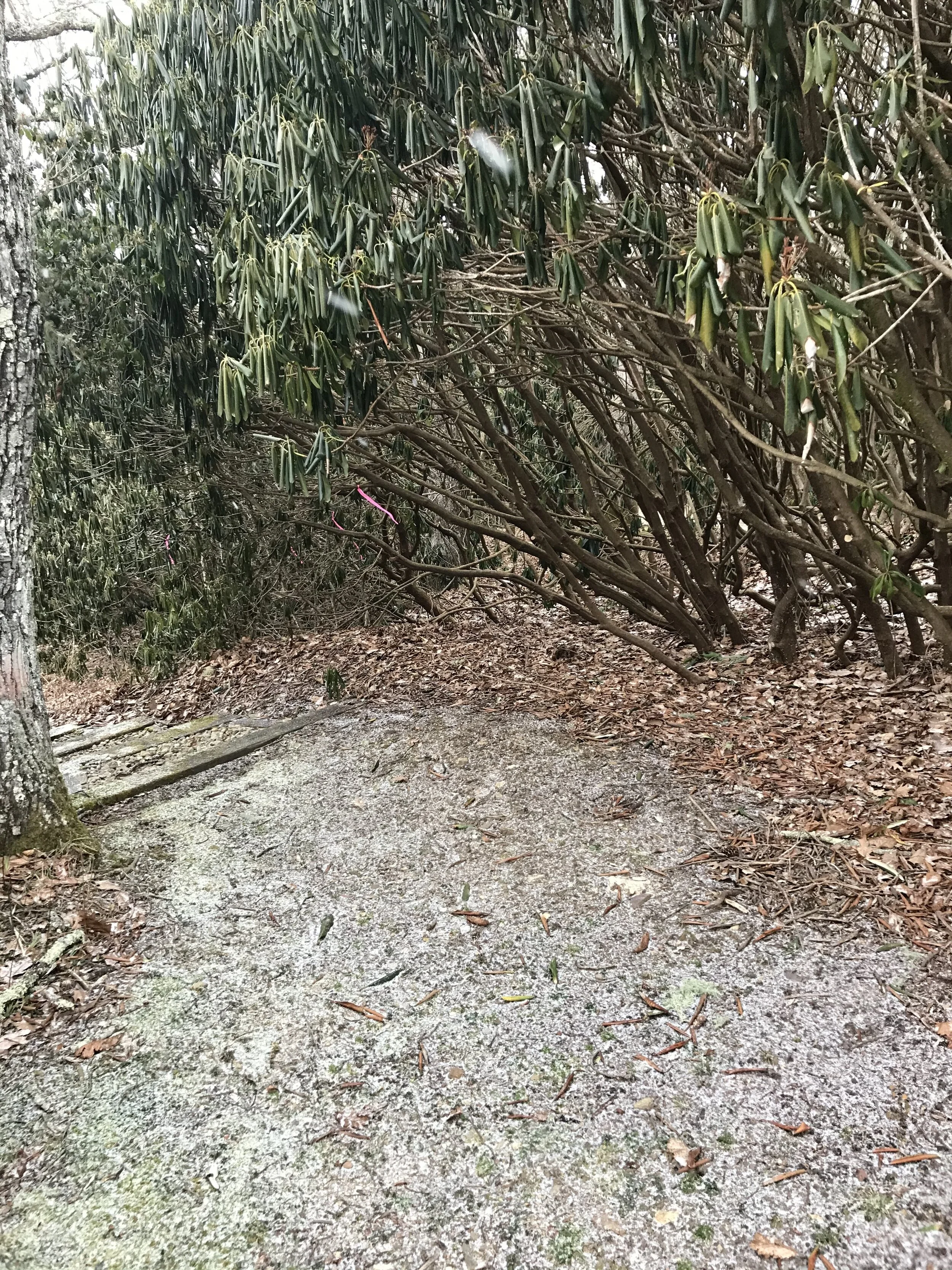 Horticultural Restoration:  Pruning