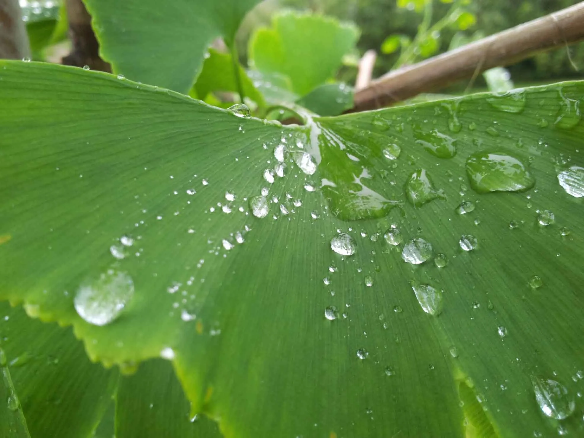 GingkoLeaf.jpg