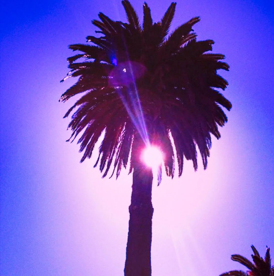 Mystic Palm