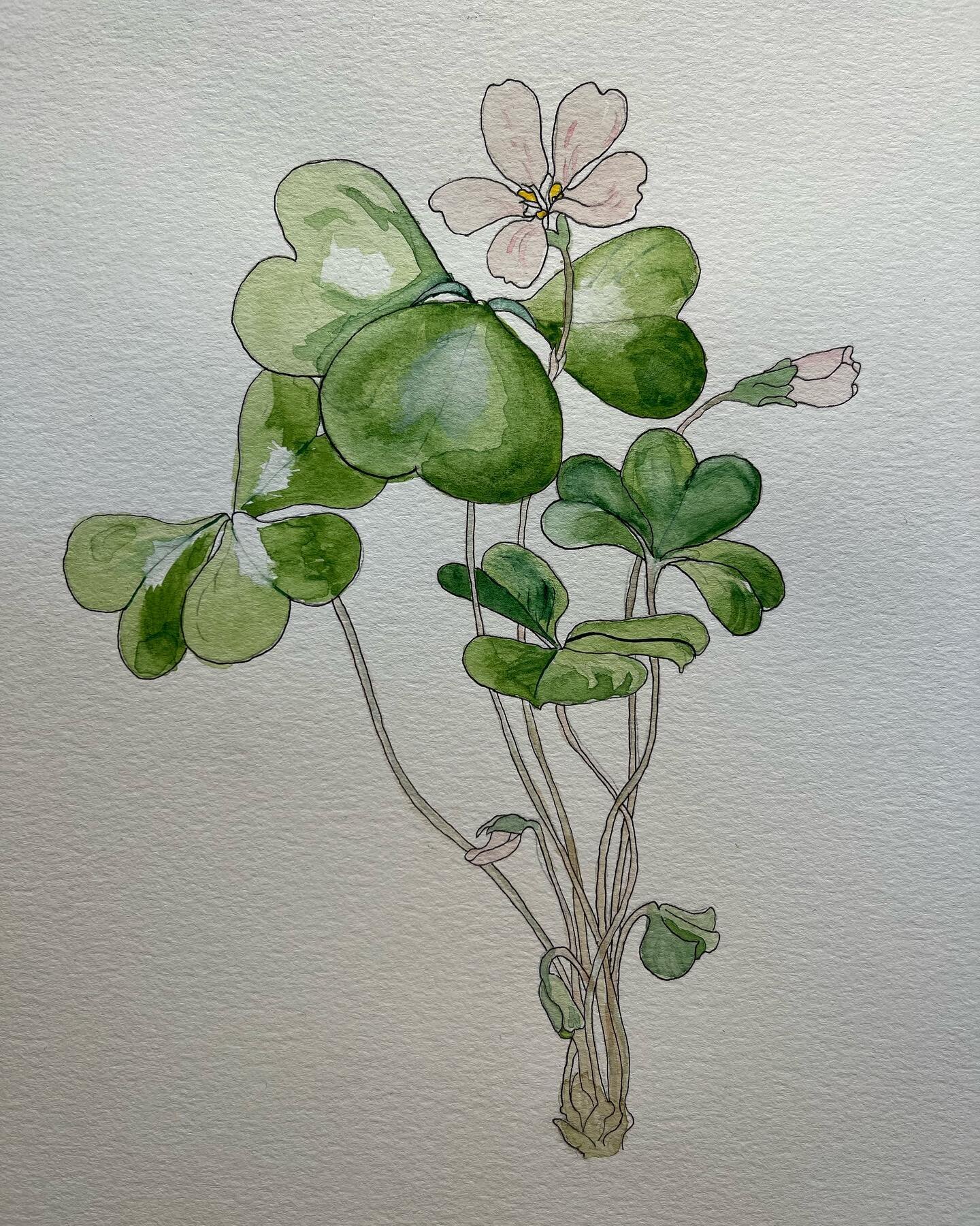 New wines coming this fall! Here&rsquo;s a watercolor of redwood sorrel I just finished for a new Santa Cruz Mountains vineyard