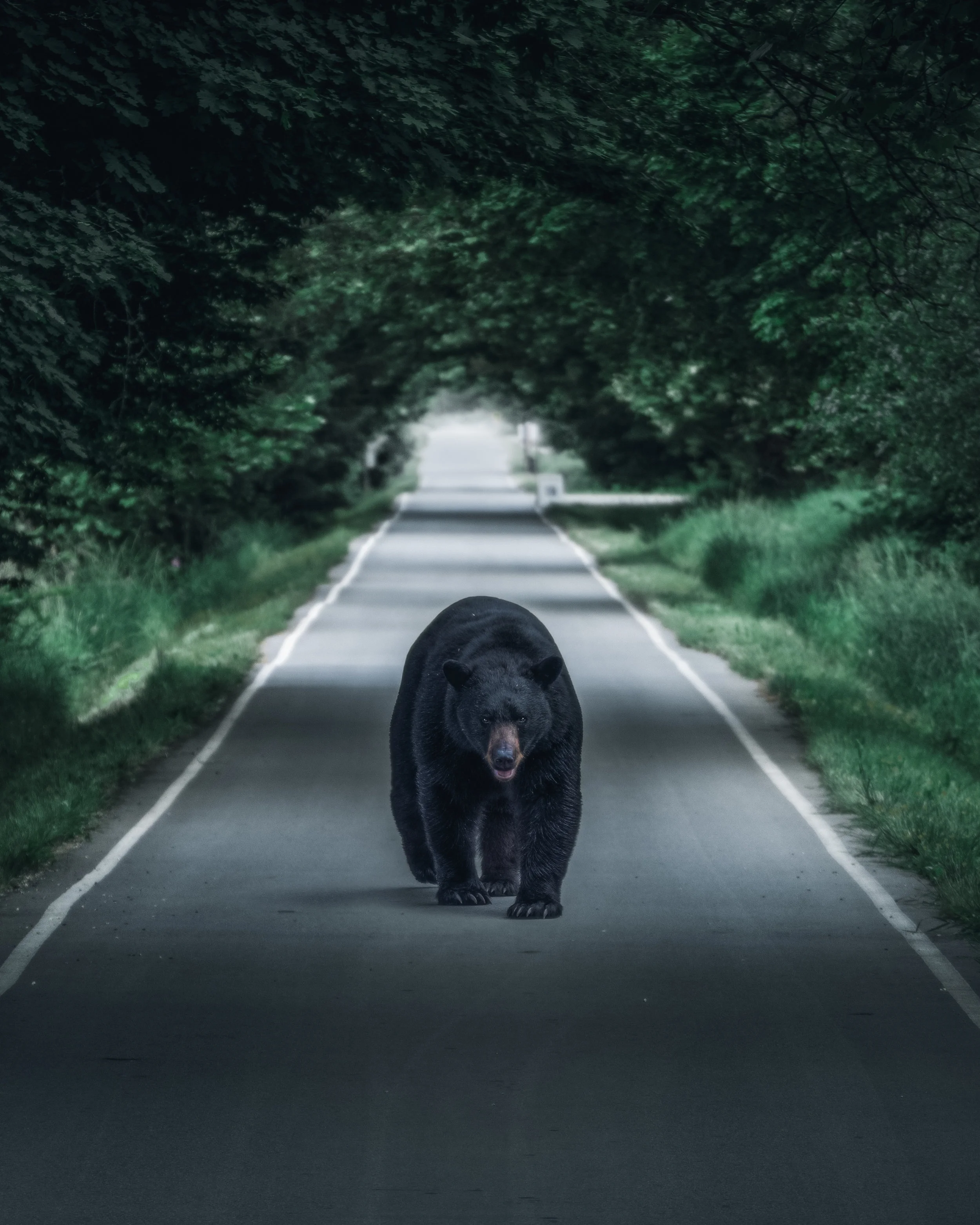 big bear-3.jpg