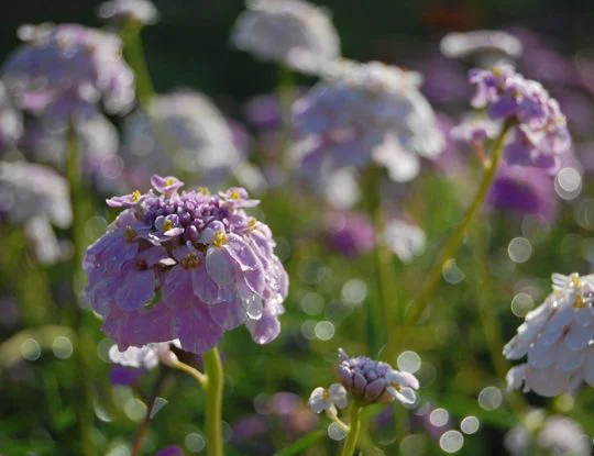 higgledy-garden-3