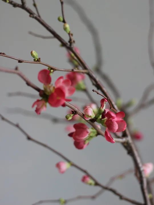 quince-blossom