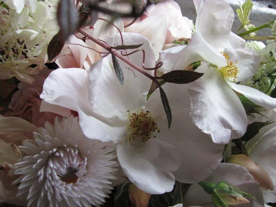 Favourite Flower - Susanne Hatwood-5034