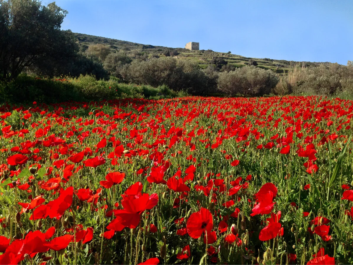 Poppies2.jpg