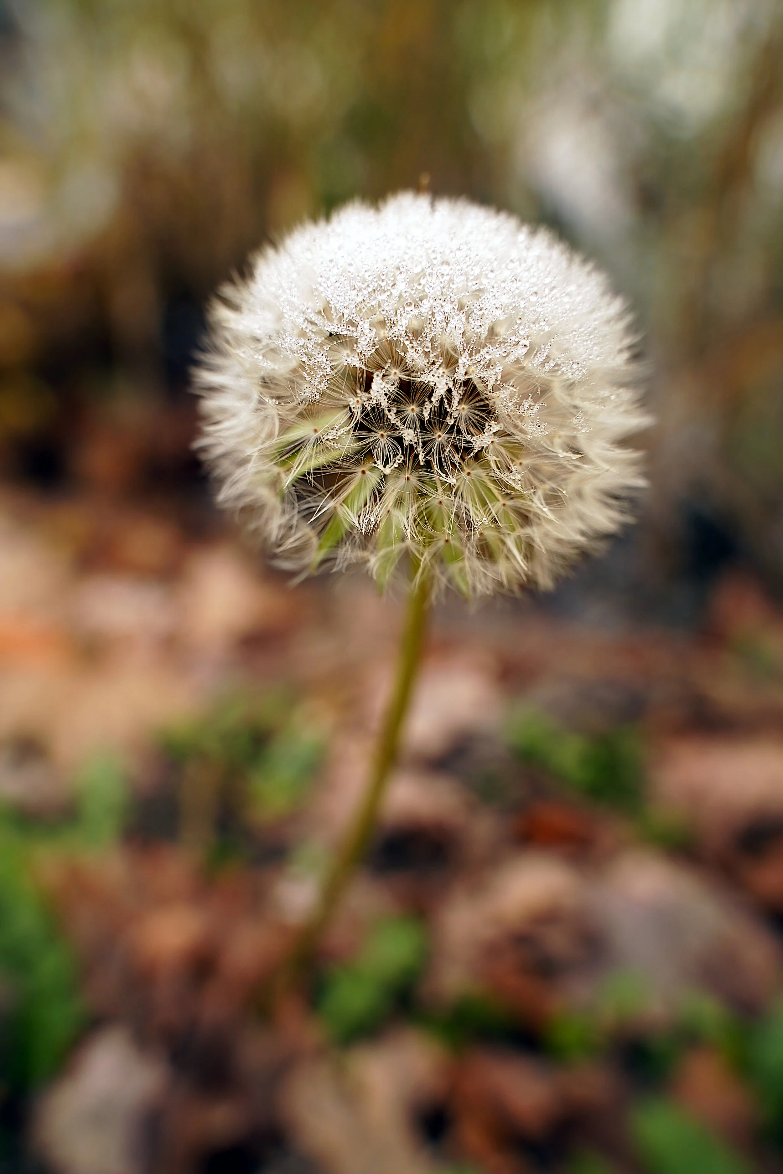 stock-photo-lost-dandelion-282186089.jpg