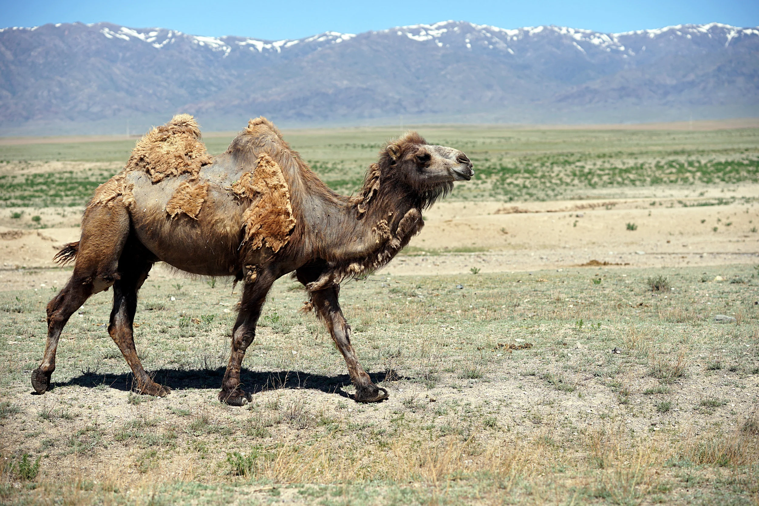 Walking camel - steps of Kazakhstan