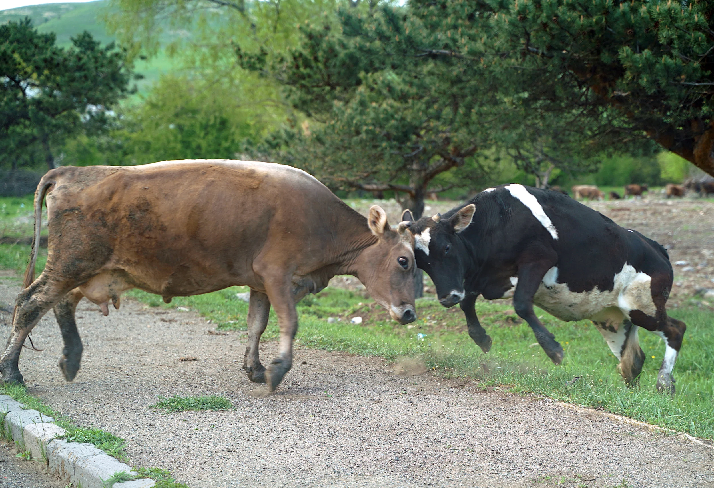 Fighting bulls in Armenia