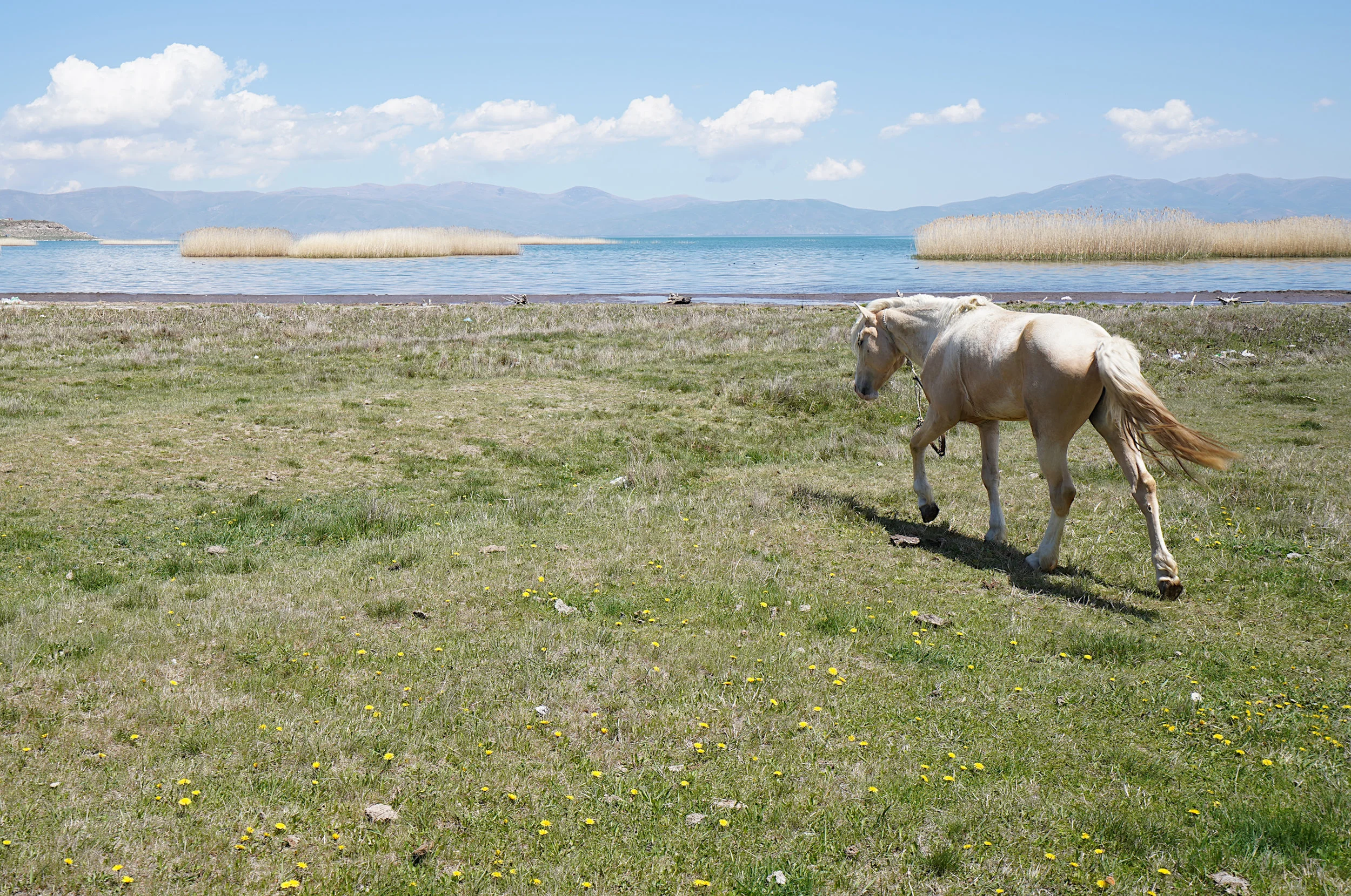 Wild horse by the Sewan lake in Armenia