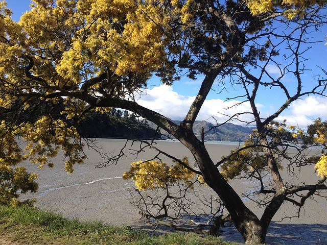 A flowering acacia tree in a barren landscape.