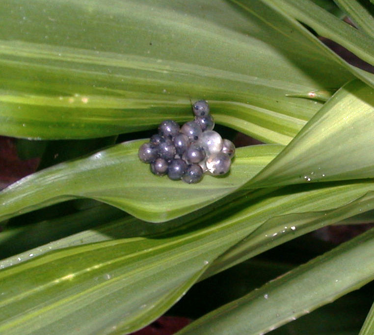 Coqui-Eggs.jpg