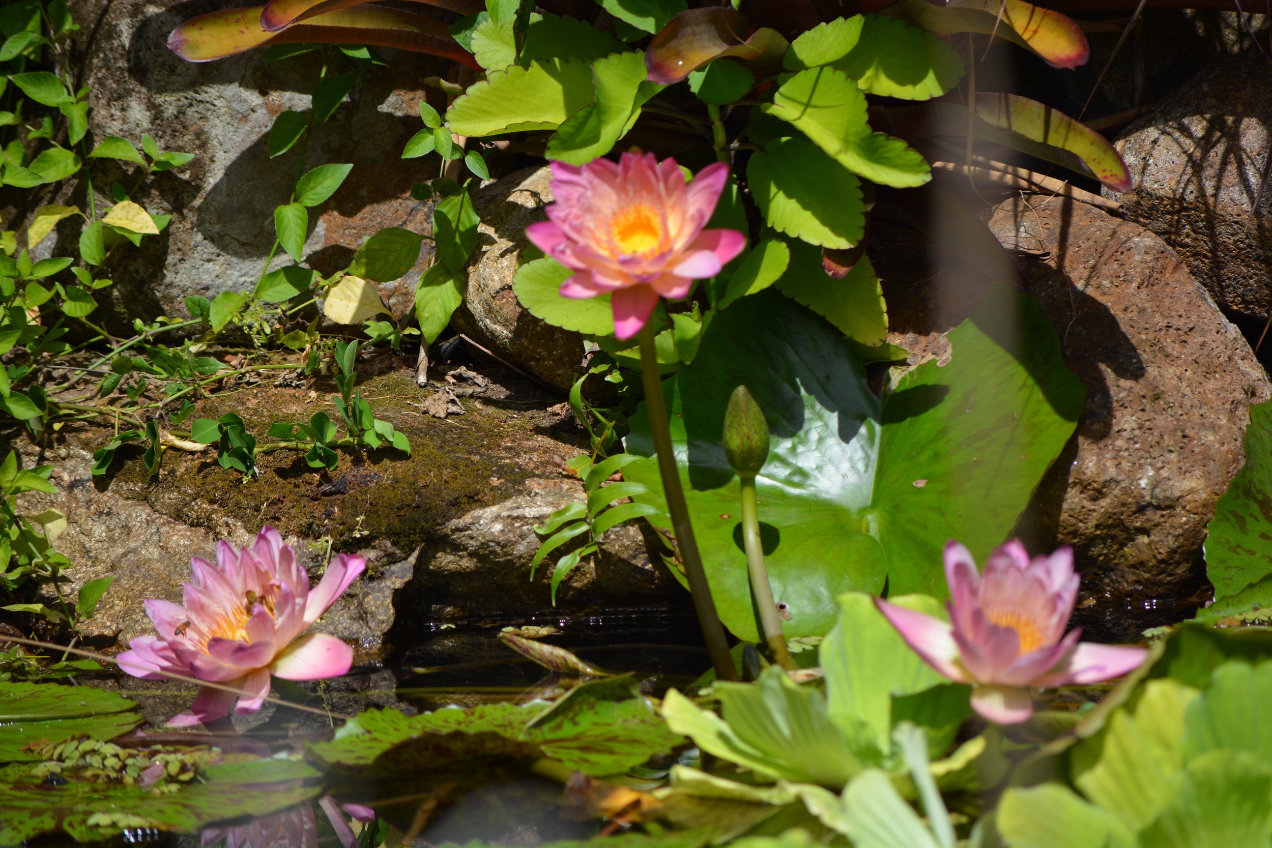 pond+flowers.jpg