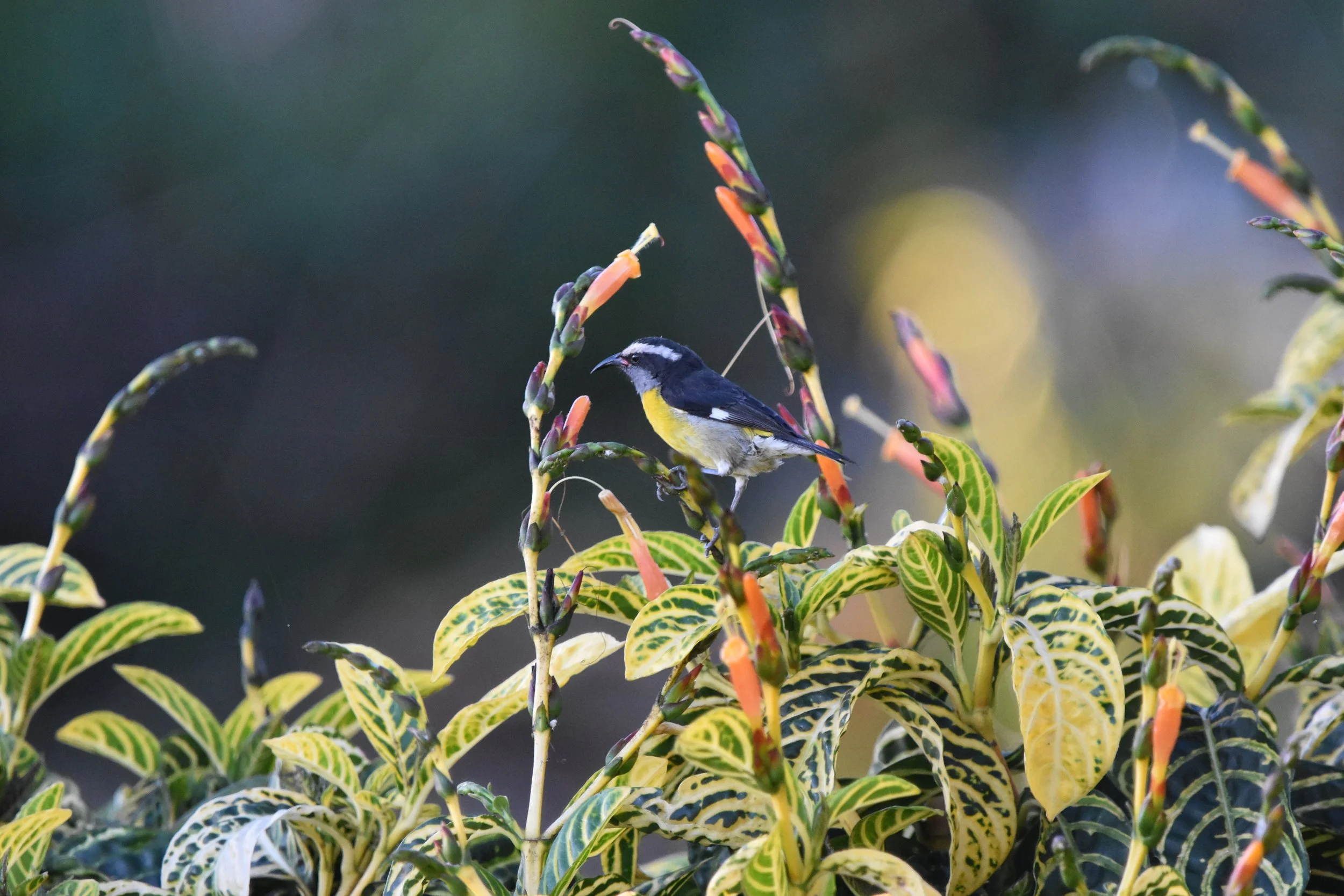 Bananaquit.JPG