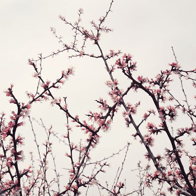 Natural Shapes🌾  #inspiration 
#nature #spring #designstudio #creativemoments #peaceful #inspo #abstract  #cherryblossom