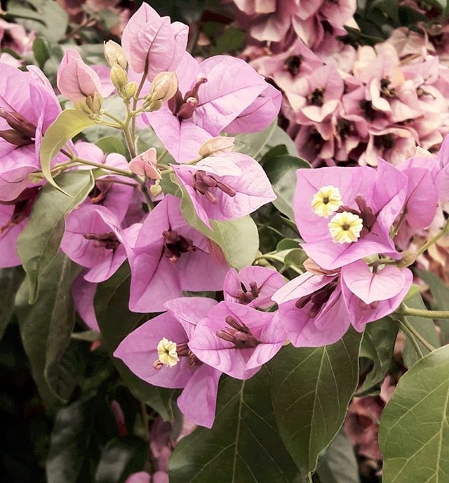 Bougainvillea🏵
&bull;
&bull;
&bull;
&bull;
&bull;
&bull;
 #thiscolour #patterns #buganvilia #tendencias #trends #purple #bougainvillea  #naturelovers #textilestudio #purpletones #bouganvillecolor