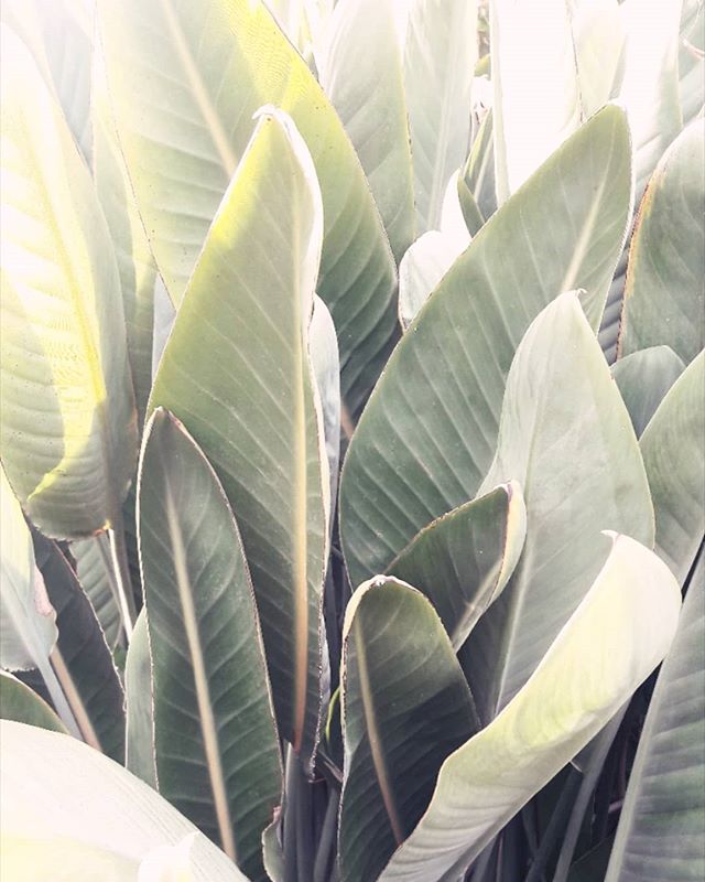 Nature is the best inspo🌿 &deg;
&deg;

#leaves #newprints #nature #newtropicals #naturaleza #inspiracion #estudio #green  #inspo #design #estampados #prints #patterns