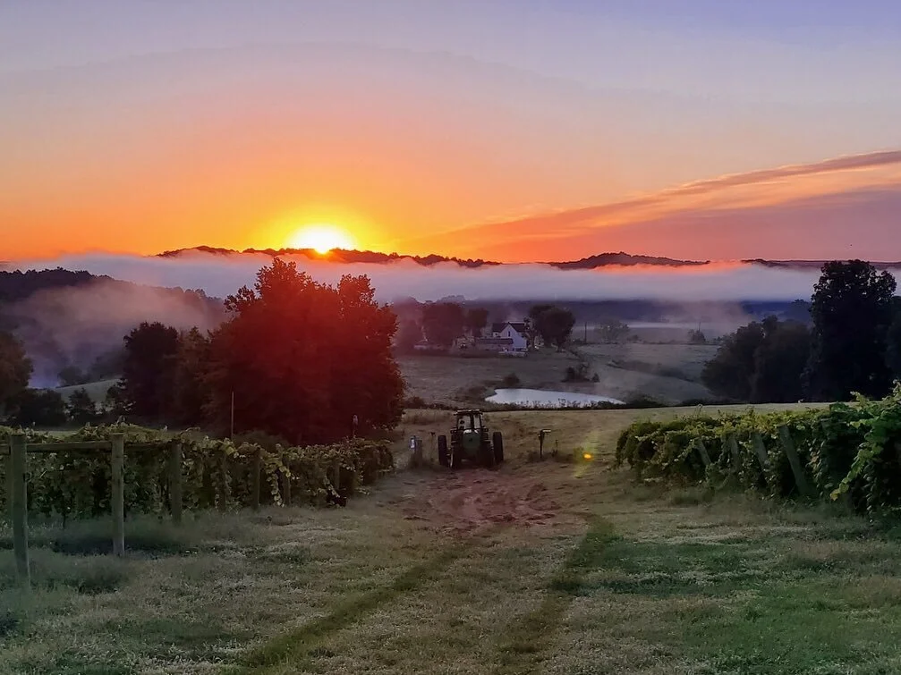 Heaven's View Vineyard.jpg