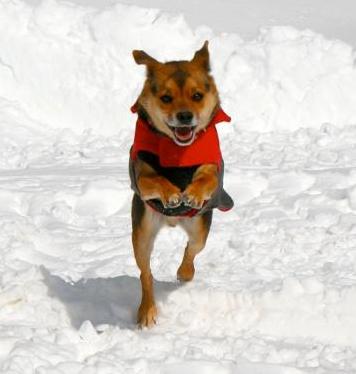 Wellness Story: Benji
