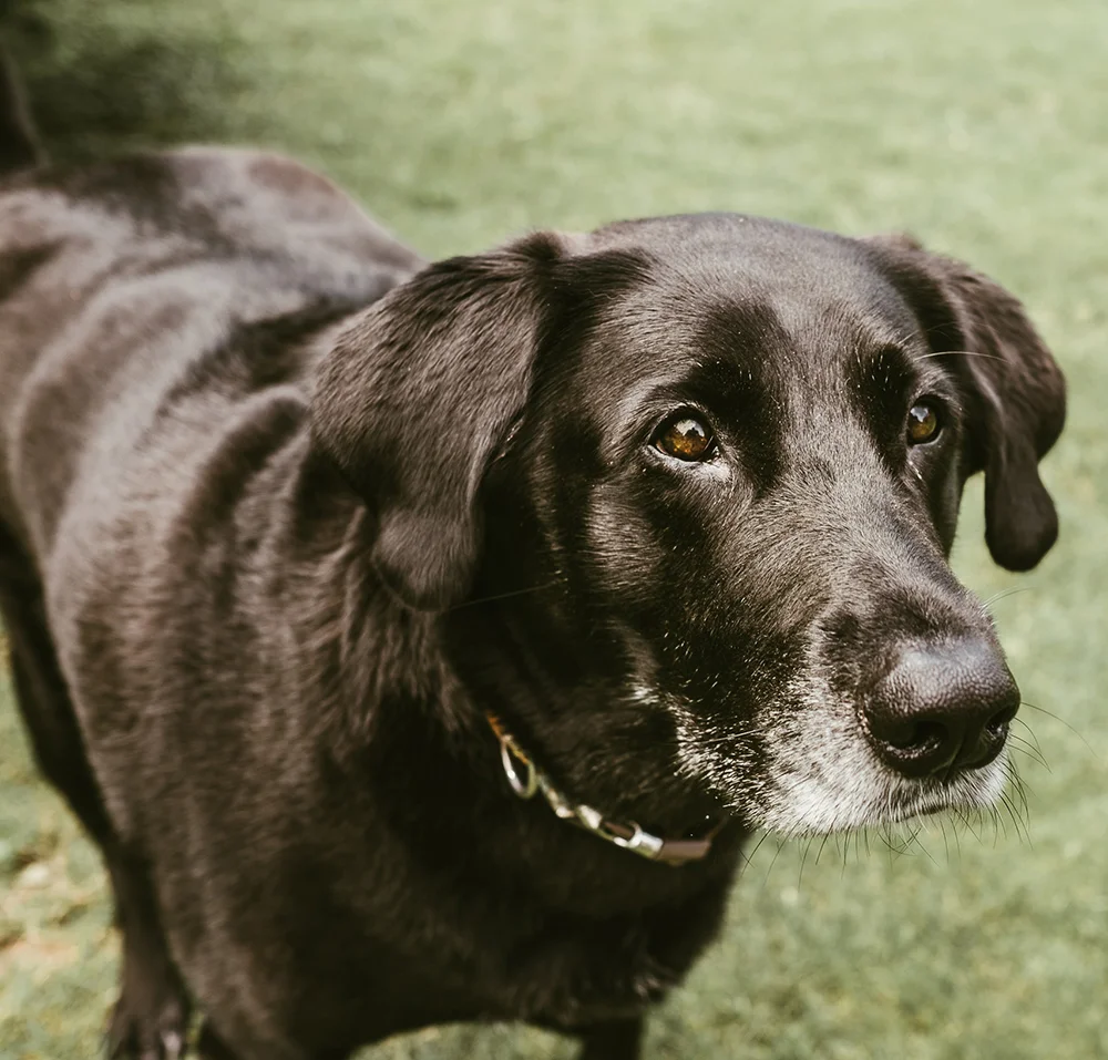 Wellness Story: Hollywood &amp; Macy Lou