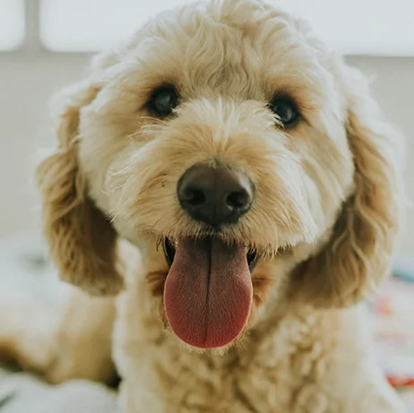 Homeopathy Consults At Animals First Veterinary Service