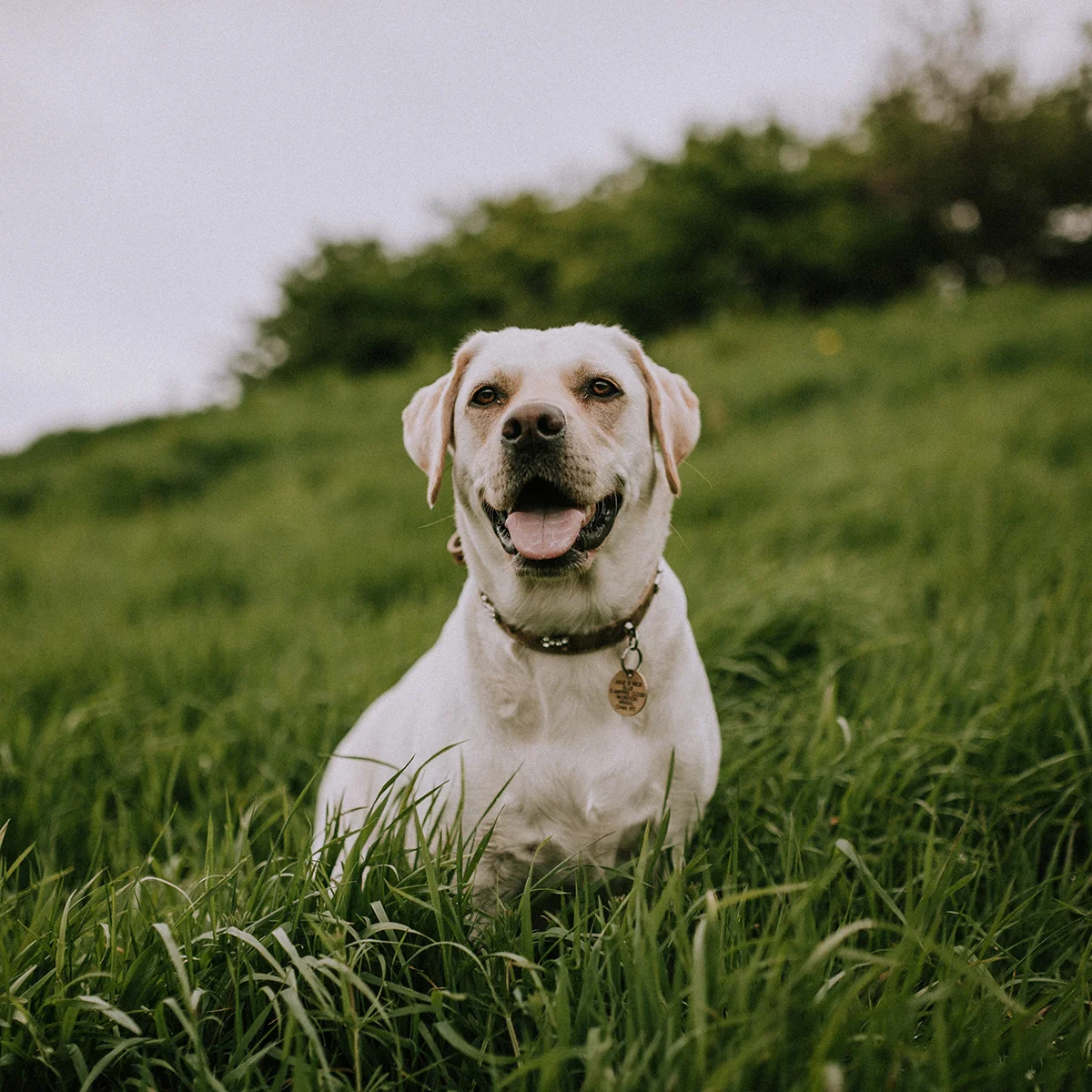 Dealing with the Pests of Summer: Ticks, Fleas, Mosquitoes, and your pets