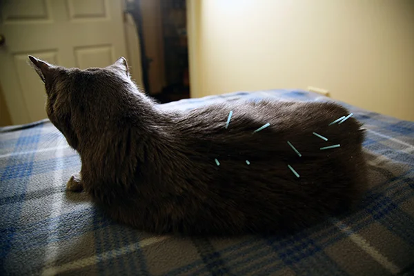 Cat Acunpuncture 02.jpg