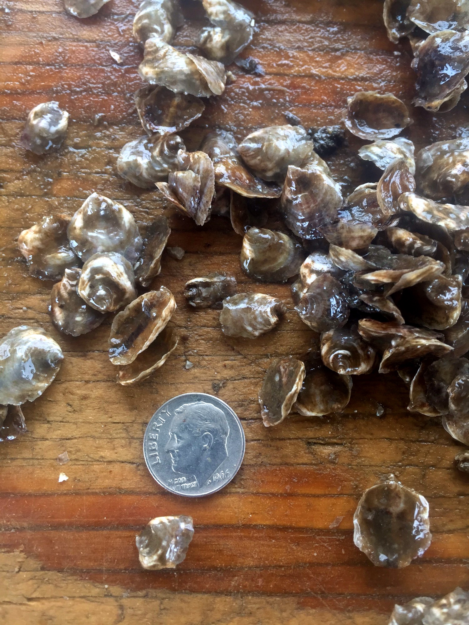 BABY OYSTERS