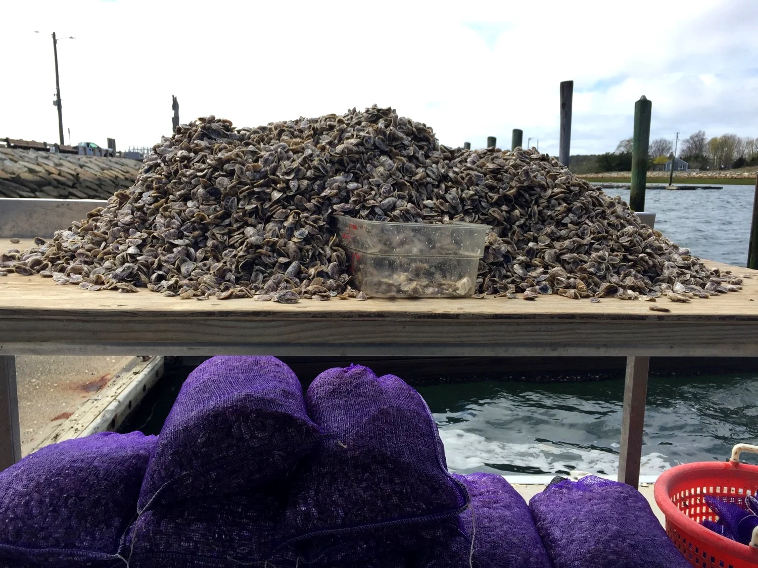 30,000 OYSTERS
