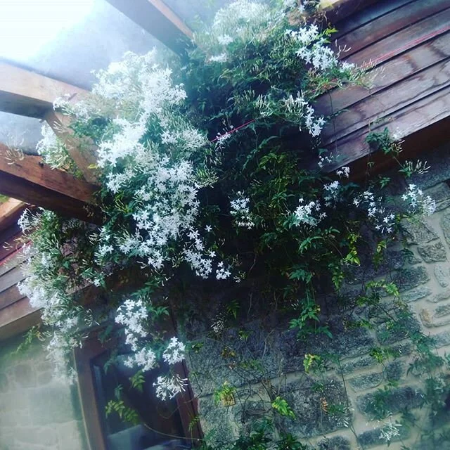 Jasmine smelling exquisite
#mossycrow
