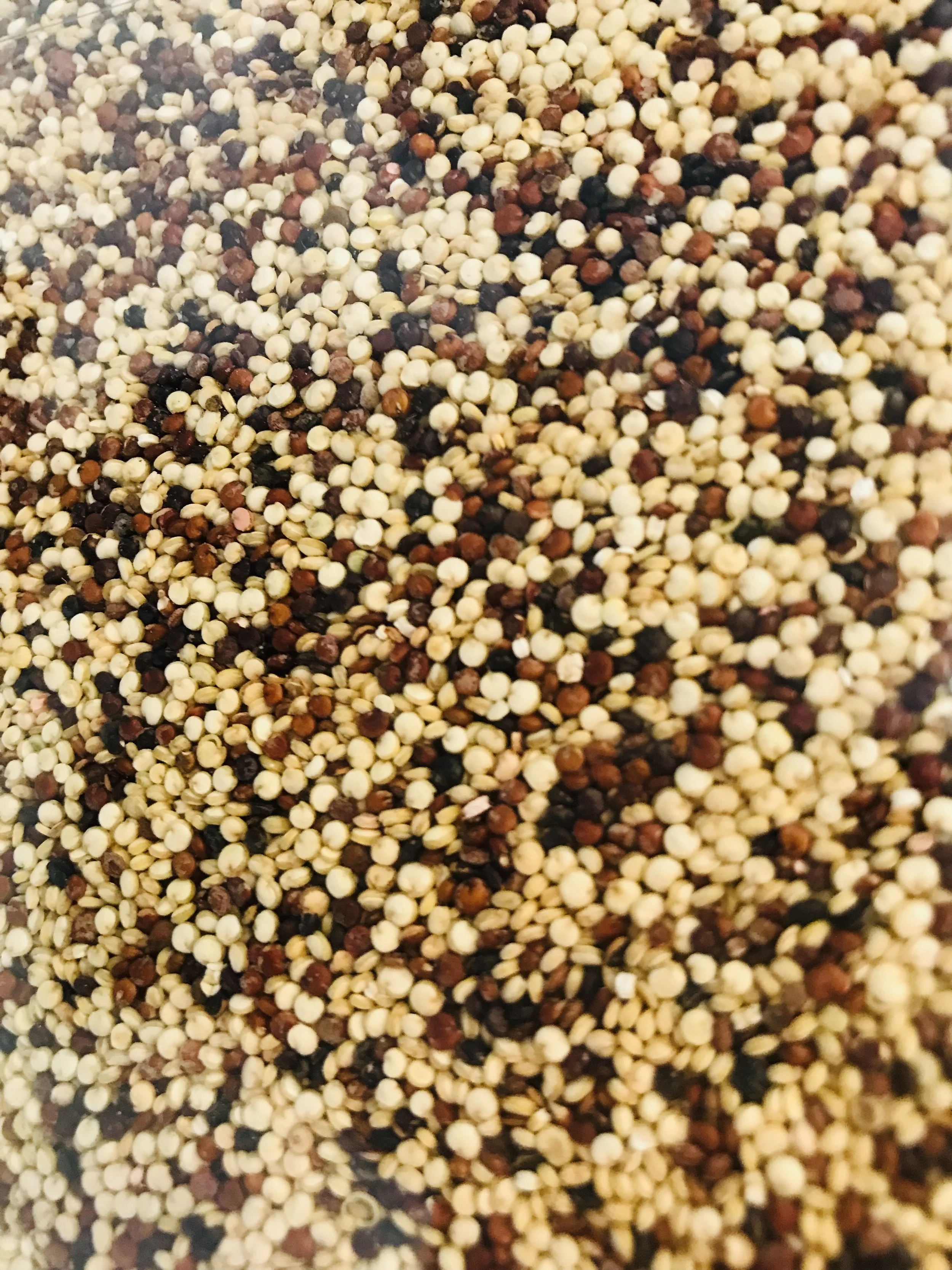Quinoa tricolore Bio