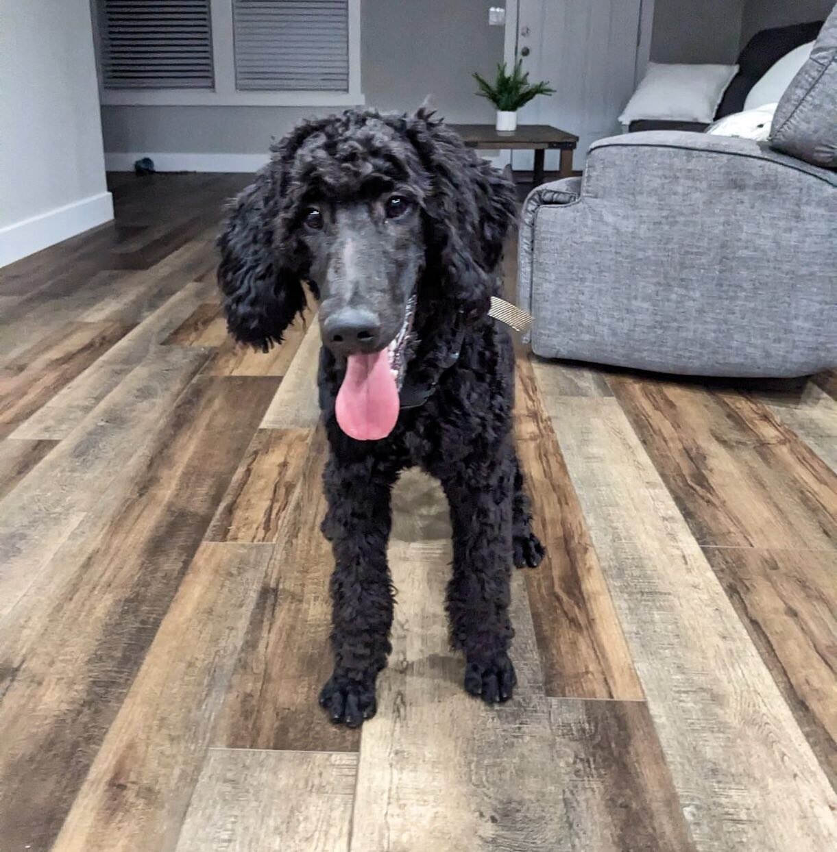 Did someone say Pet Proof Flooring?????

Shop with us at 433 Isbill Rd. Madisonville, TN. MON-FRI 9a - 5p