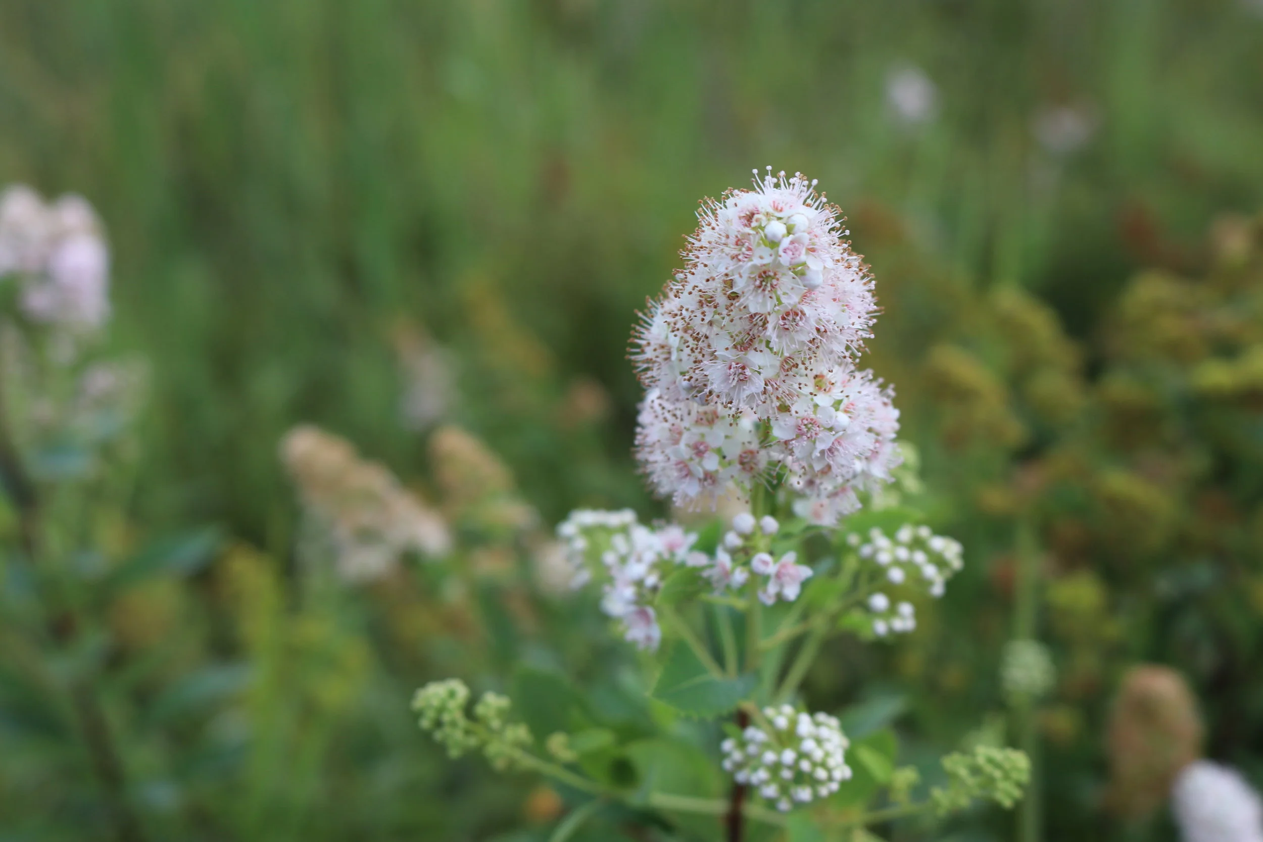 Marsh_William_FlowerLace.JPG