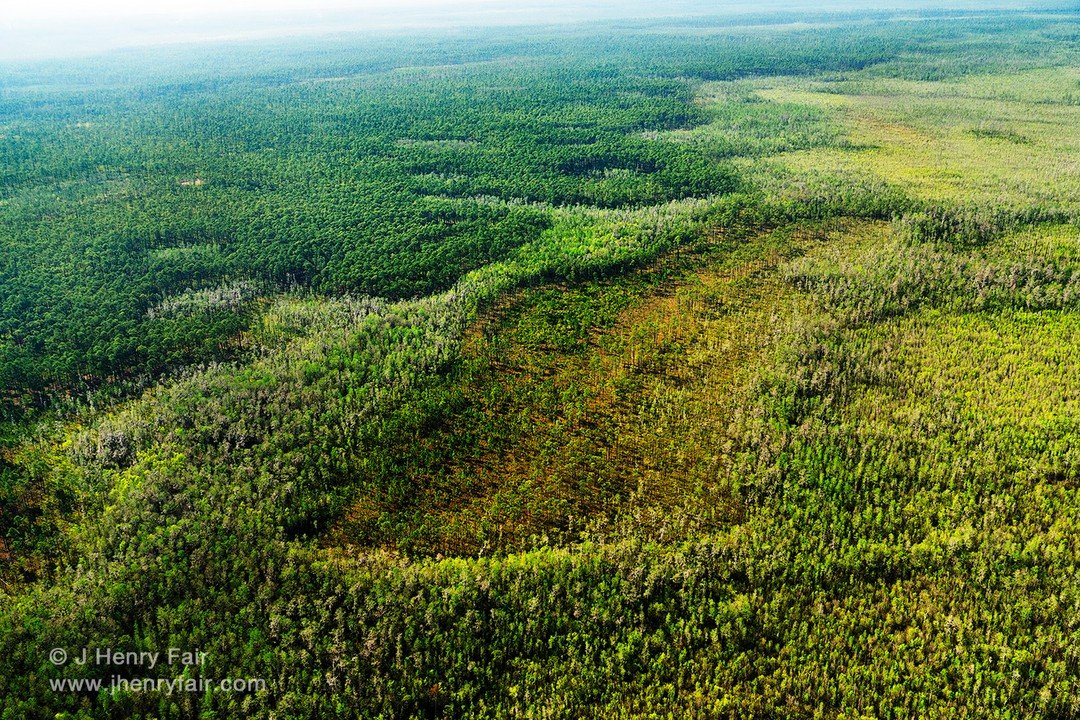 Back to #NYC on a #PerfectDay!
Wishing all a wonderful #EarthDay
&bull;
I can think of no greater Earth Day icon than the Okefenokee Swamp
Both as an example of the priceless value with which we are blessed, and symbol for all we must protect. 
We mu