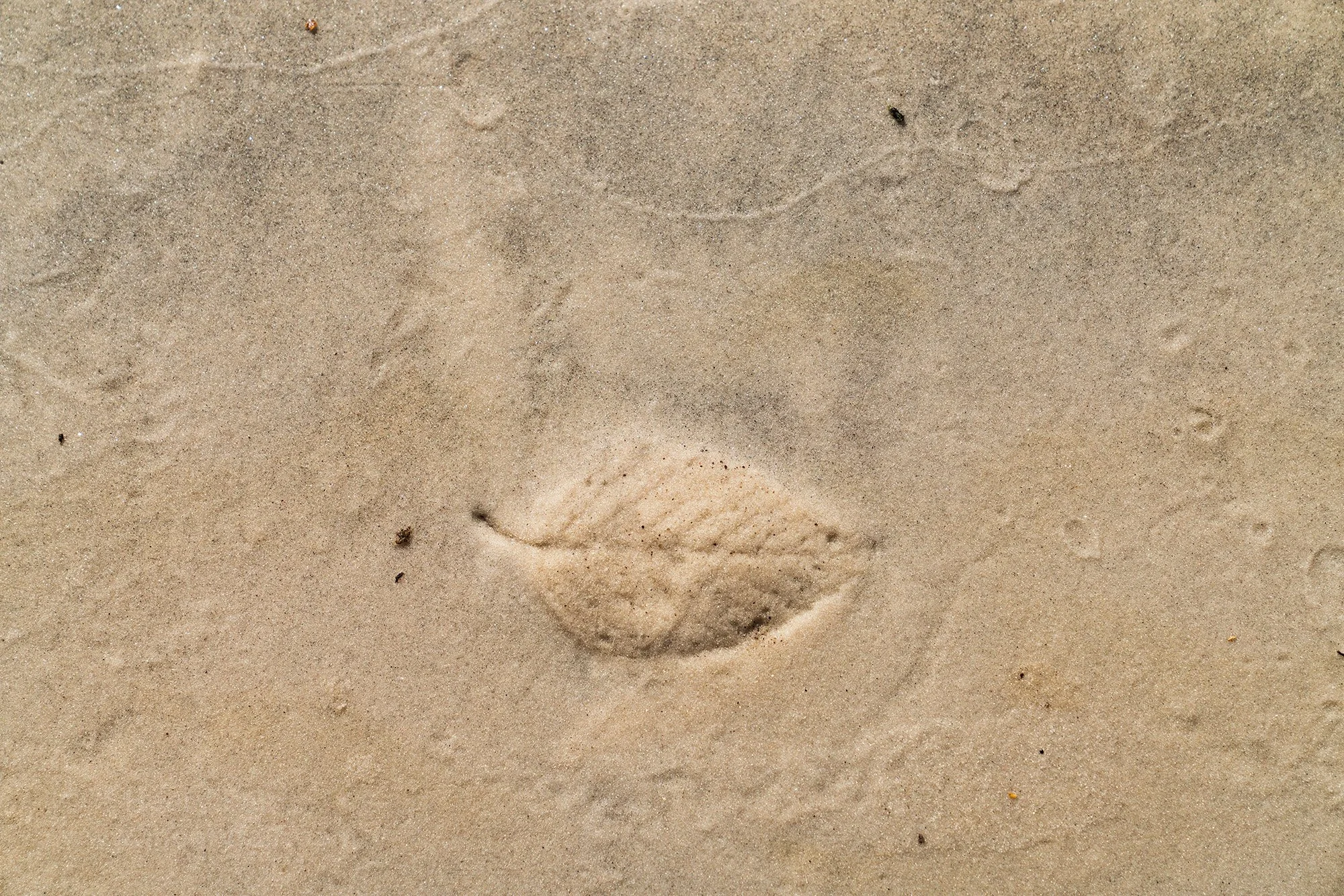  imprint of leaf on sand on St Mary’s River 