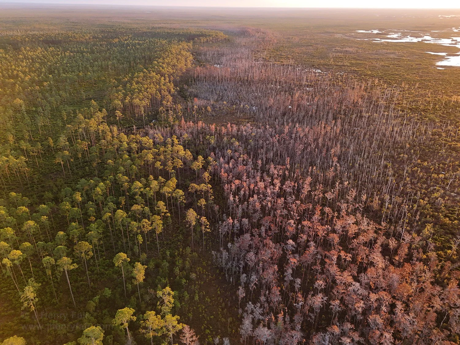  Okefenokee wetland at Chesser Island showing border between Trail Ridge and swamp 