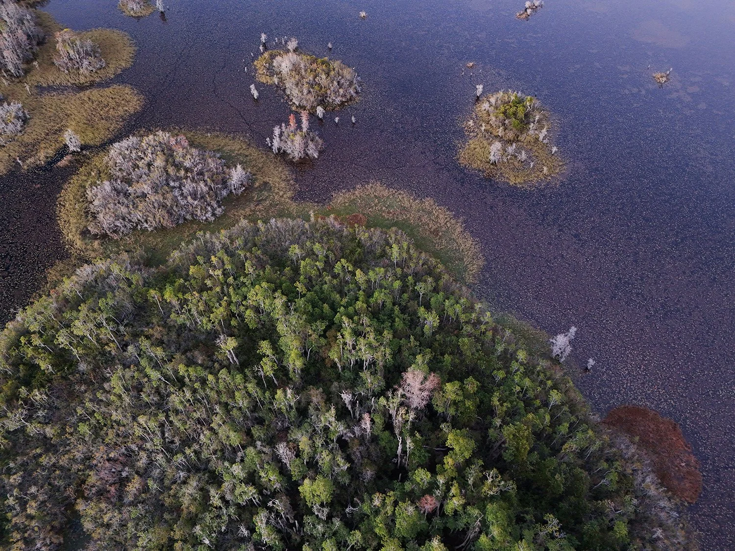  Okefenokee wetland at Chesser Island 