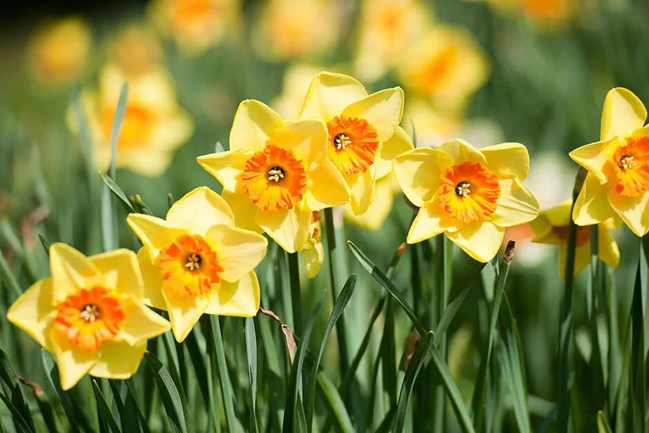 daffodils.jpg