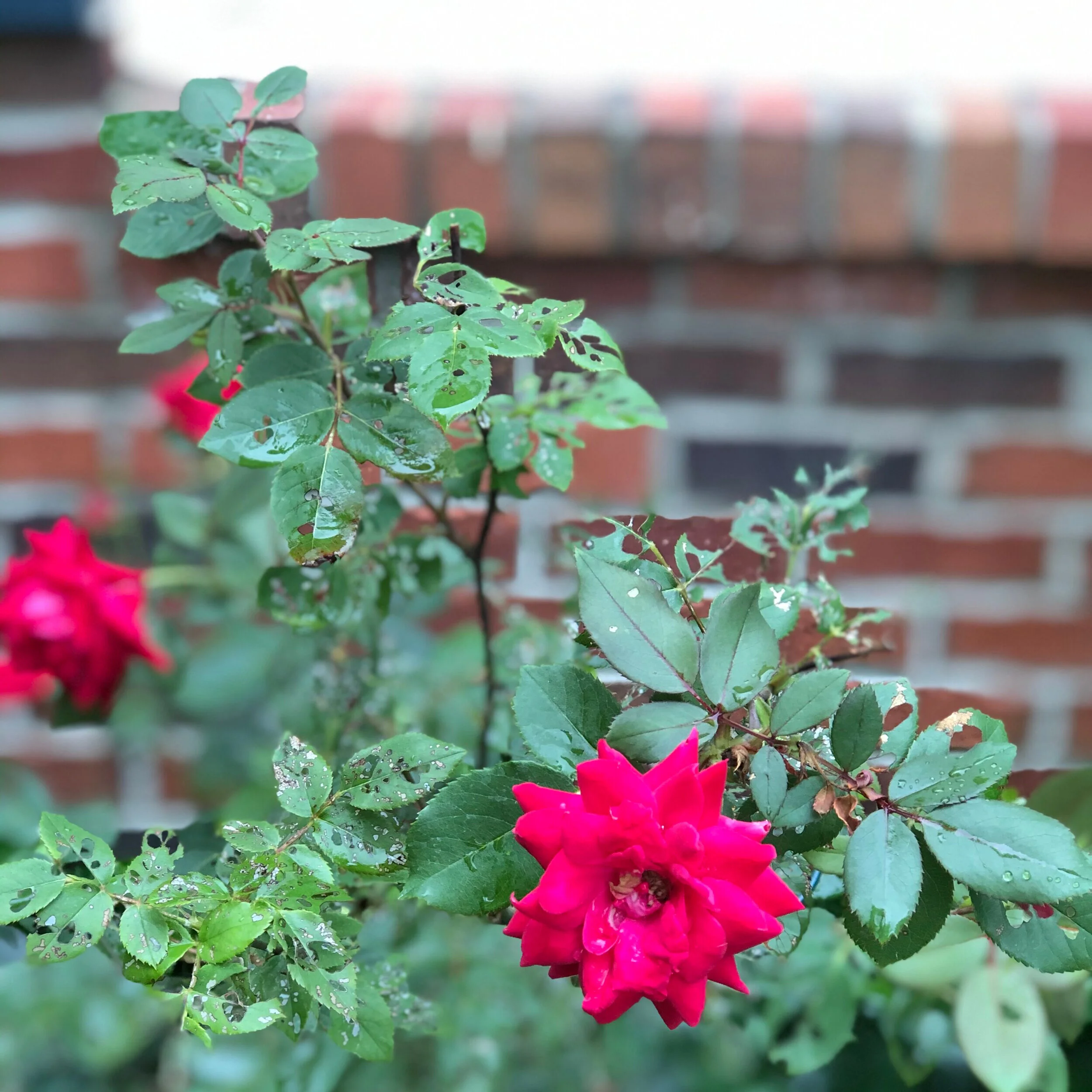 Silencing the Inner Voice