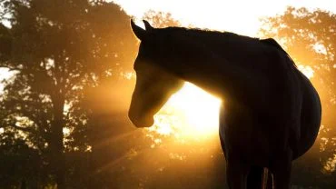 Horse-shadow.jpg