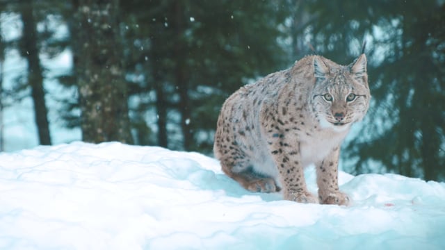 Vinter i Namsskogan Familiepark