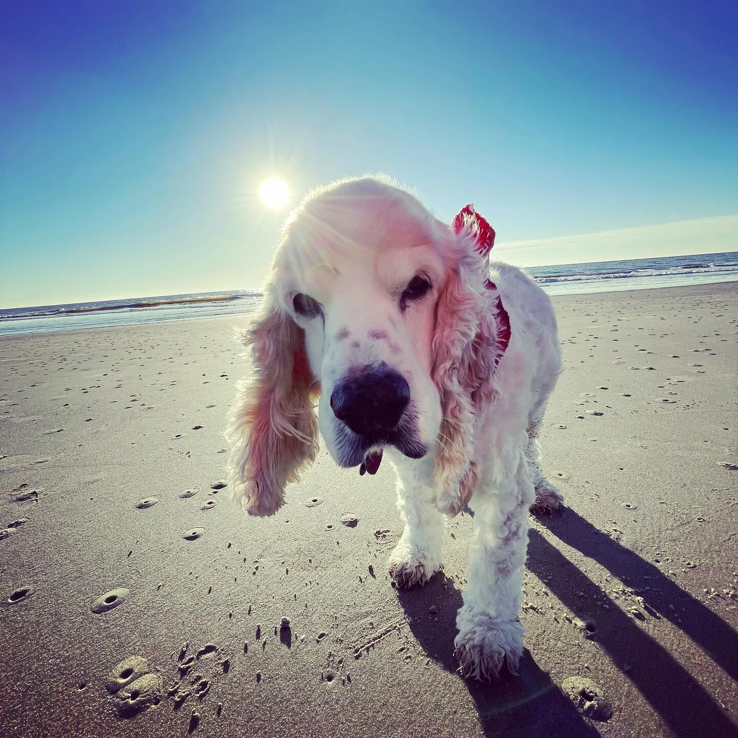 Happy 15th old man #jaysdog #theycallmemrchips &hearts;️