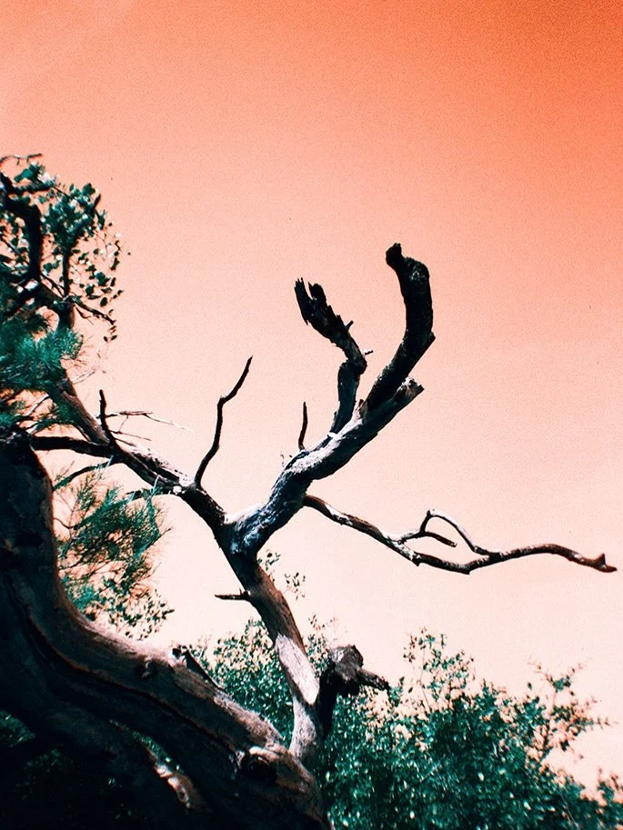 heatwave inspired photo experiment from Florida