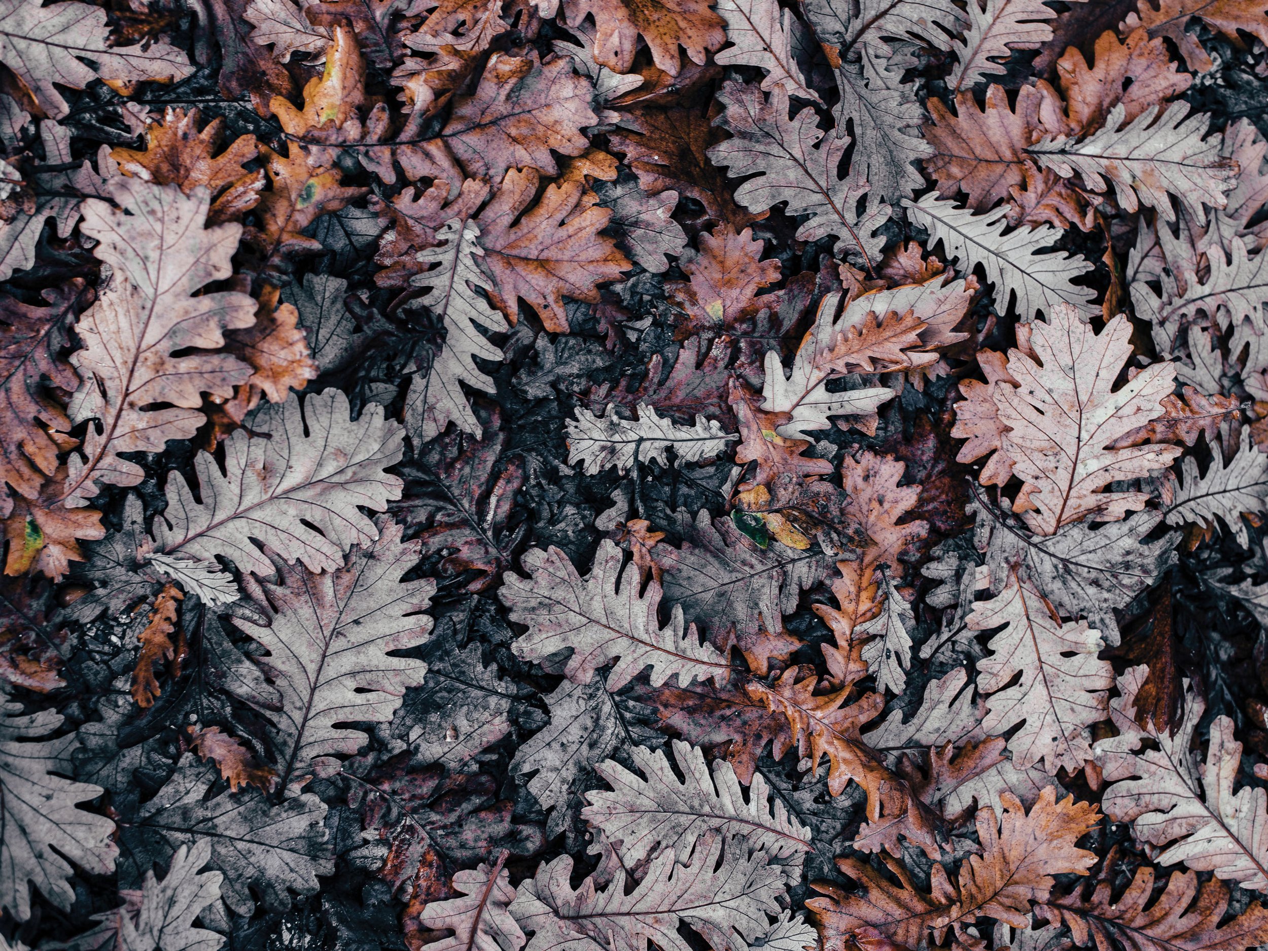 wet-leaves copy.jpg