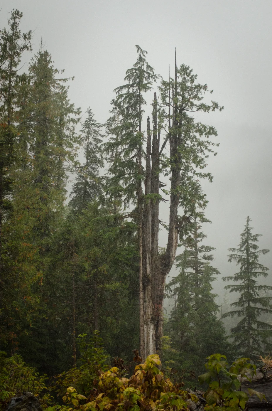 Survivor in the Rain
