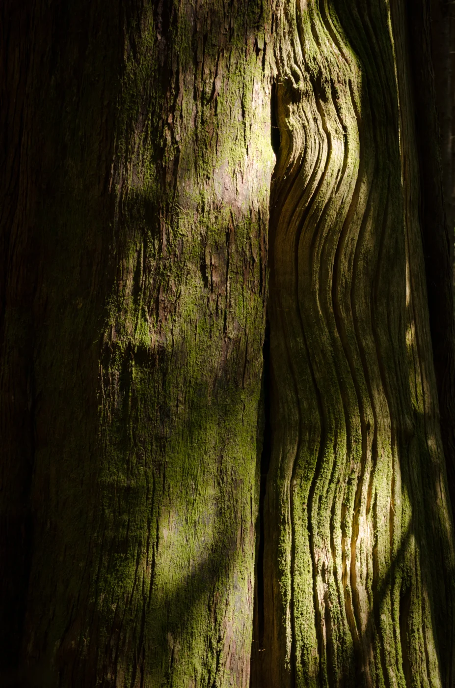 Grain & Bark
