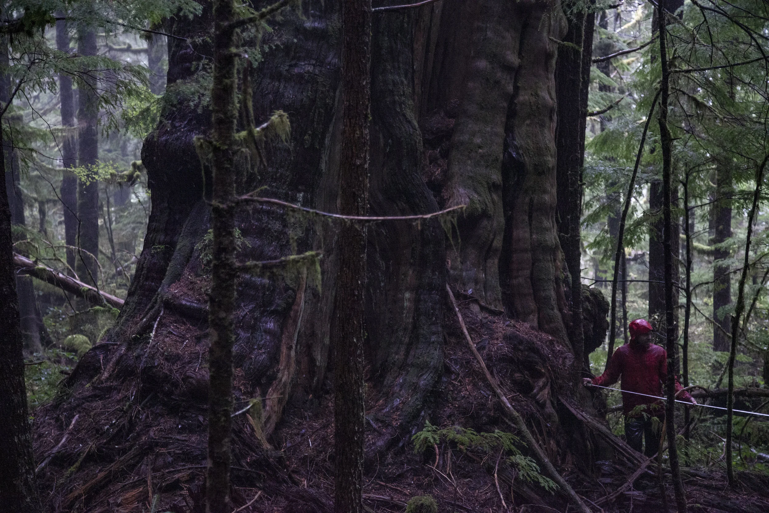Measuring the largest tree from the upper grove at 17.13 feet diameter breast height. Flagger for cut block 4411 is within arms reach of the tree.