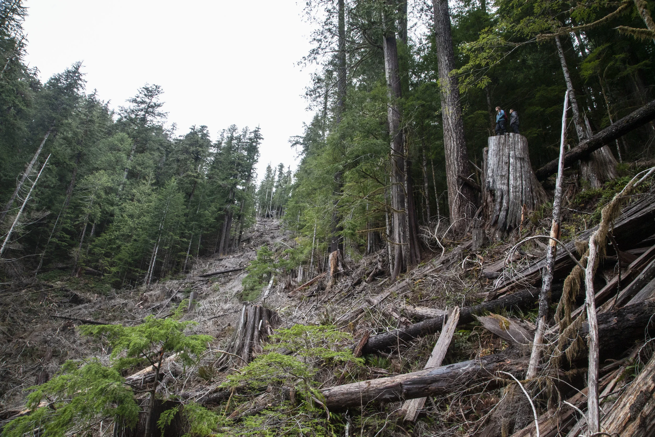 The top half of a relatively small cut block due to SMZ restrictions, placed as a vertical strip running down a draw which feeds the Walbran.